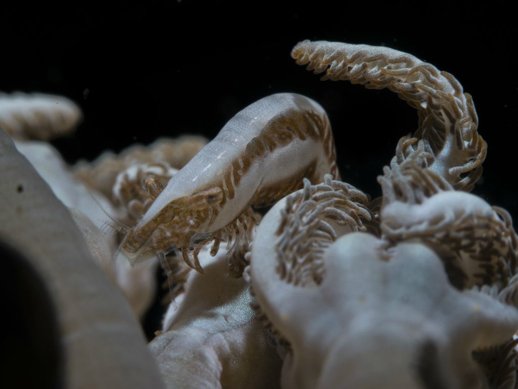 Xenia soft coral shrimp